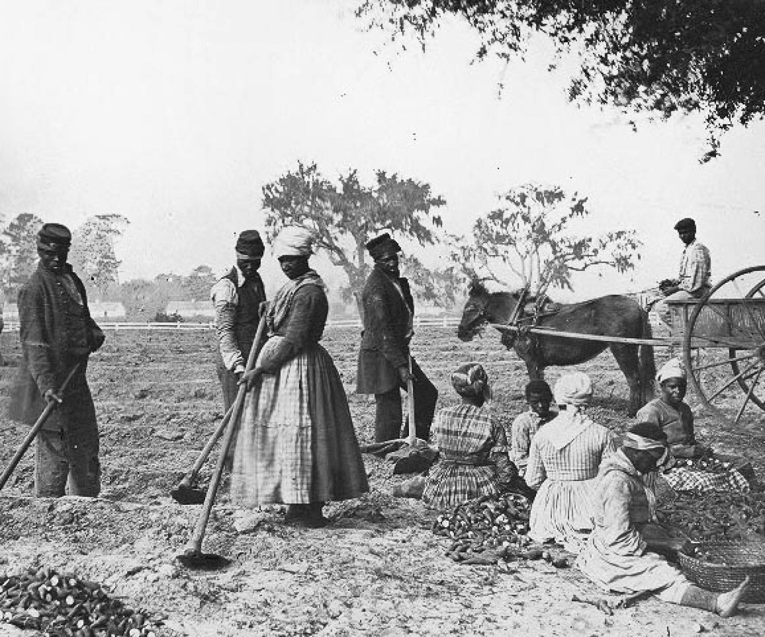 James_Hopkinsons_Plantation_Slaves_Planting_Sweet_Potatoes-cropped