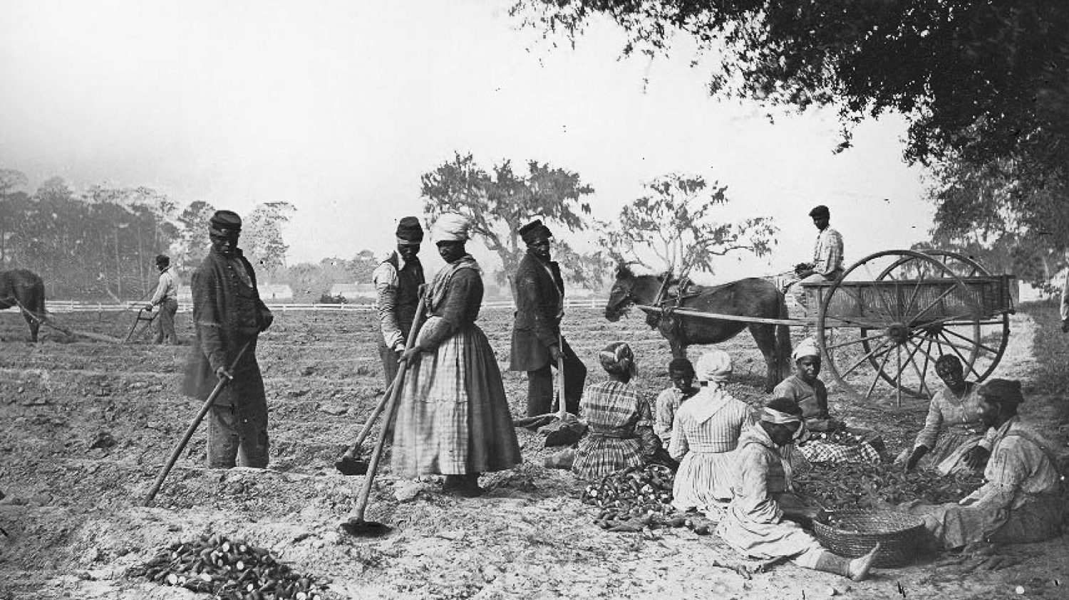 James_Hopkinsons_Plantation_Slaves_Planting_Sweet_Potatoes-cropped