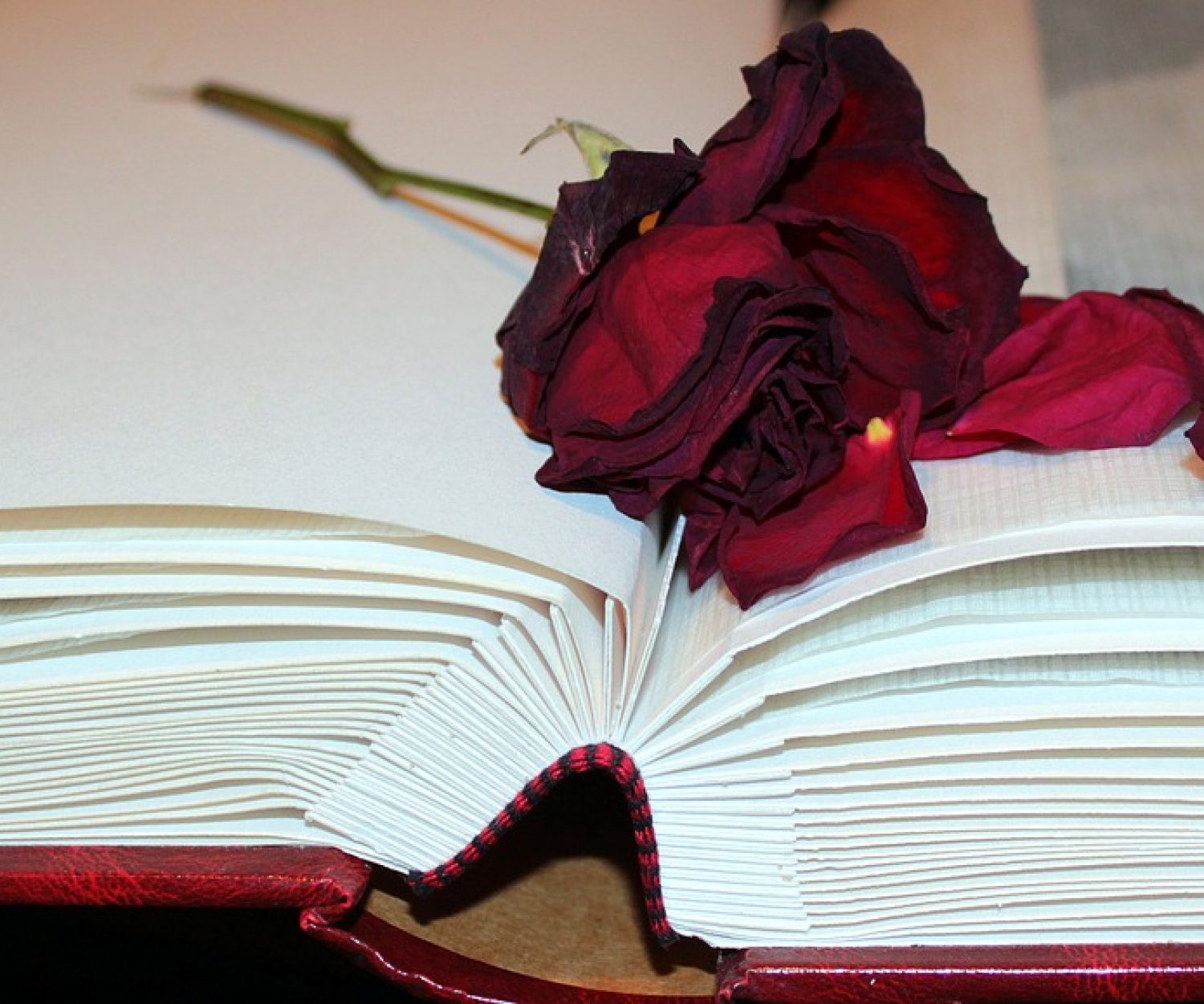 rose petals on book
