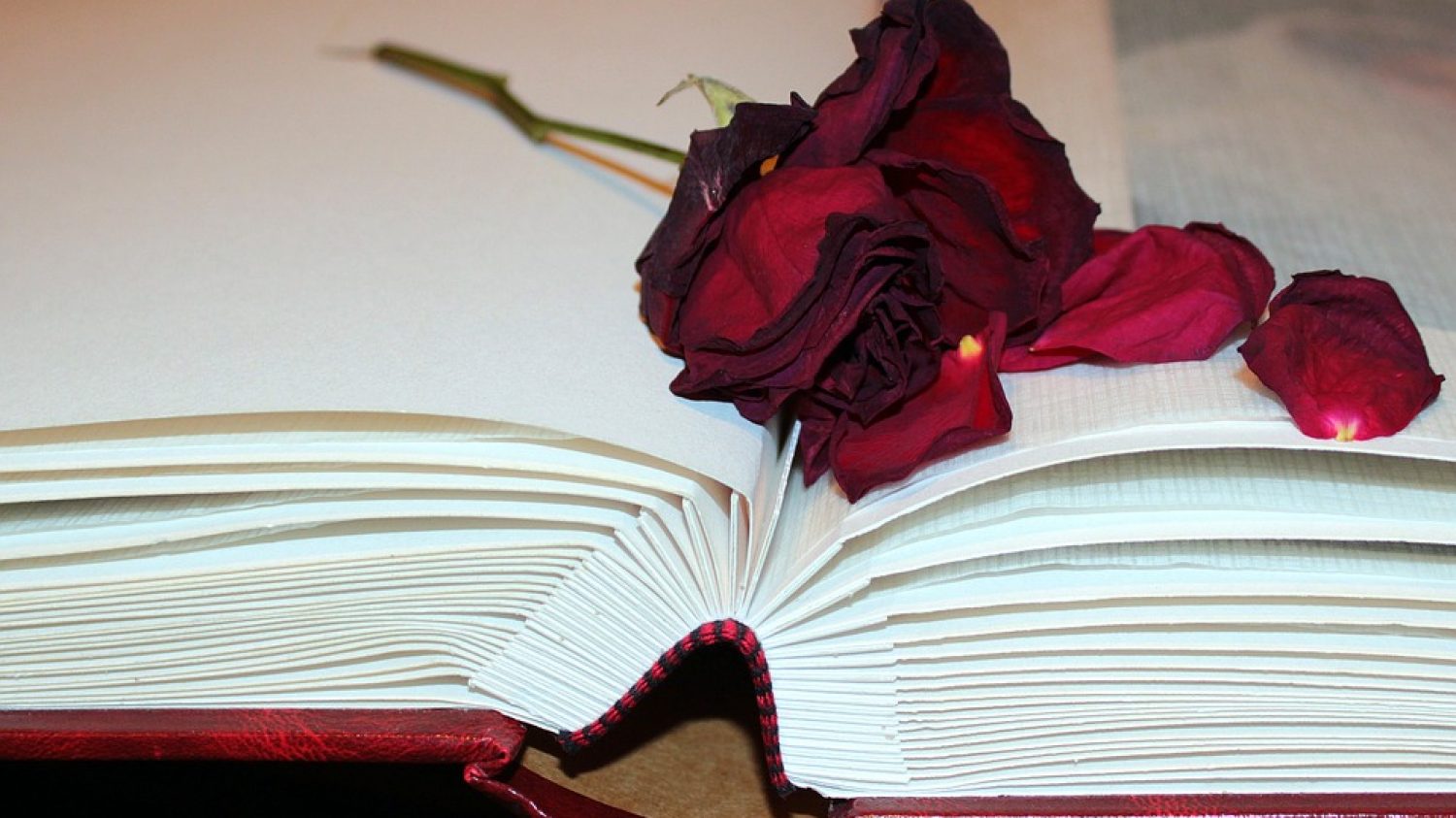 rose petals on book