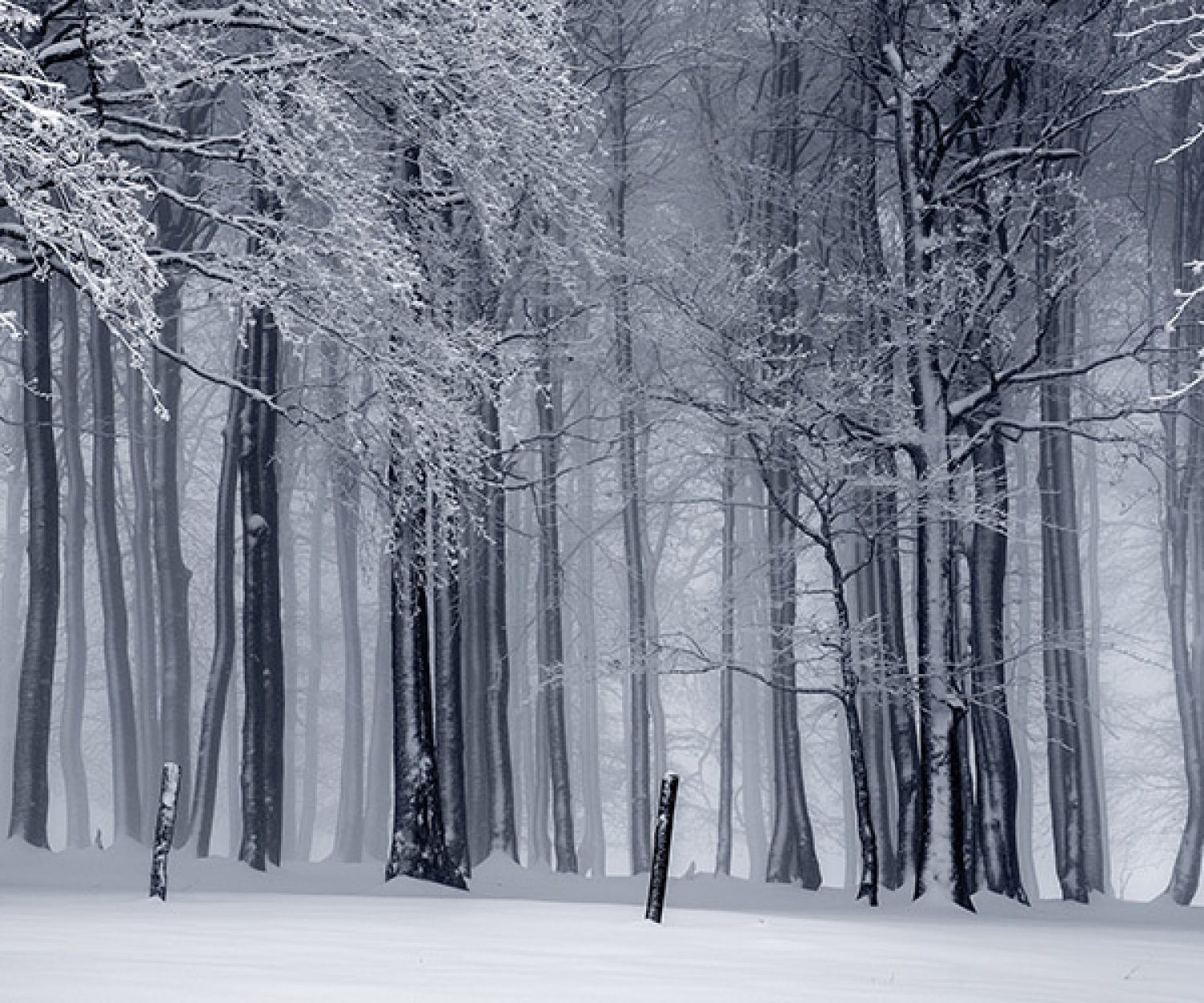 Woods on a snowy evening