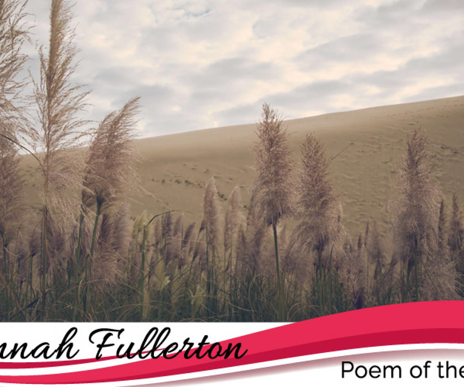 Wheat field in Scotland