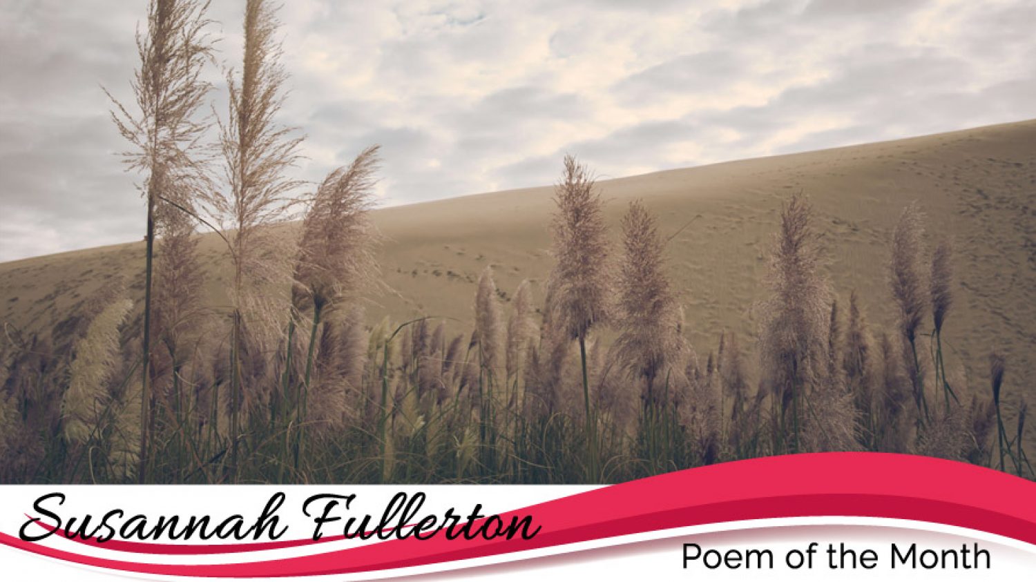 Wheat field in Scotland