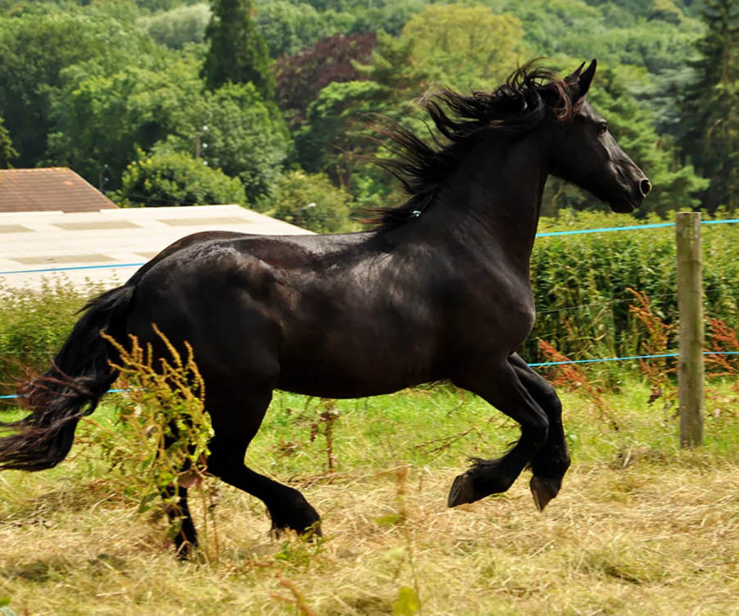 Black horse