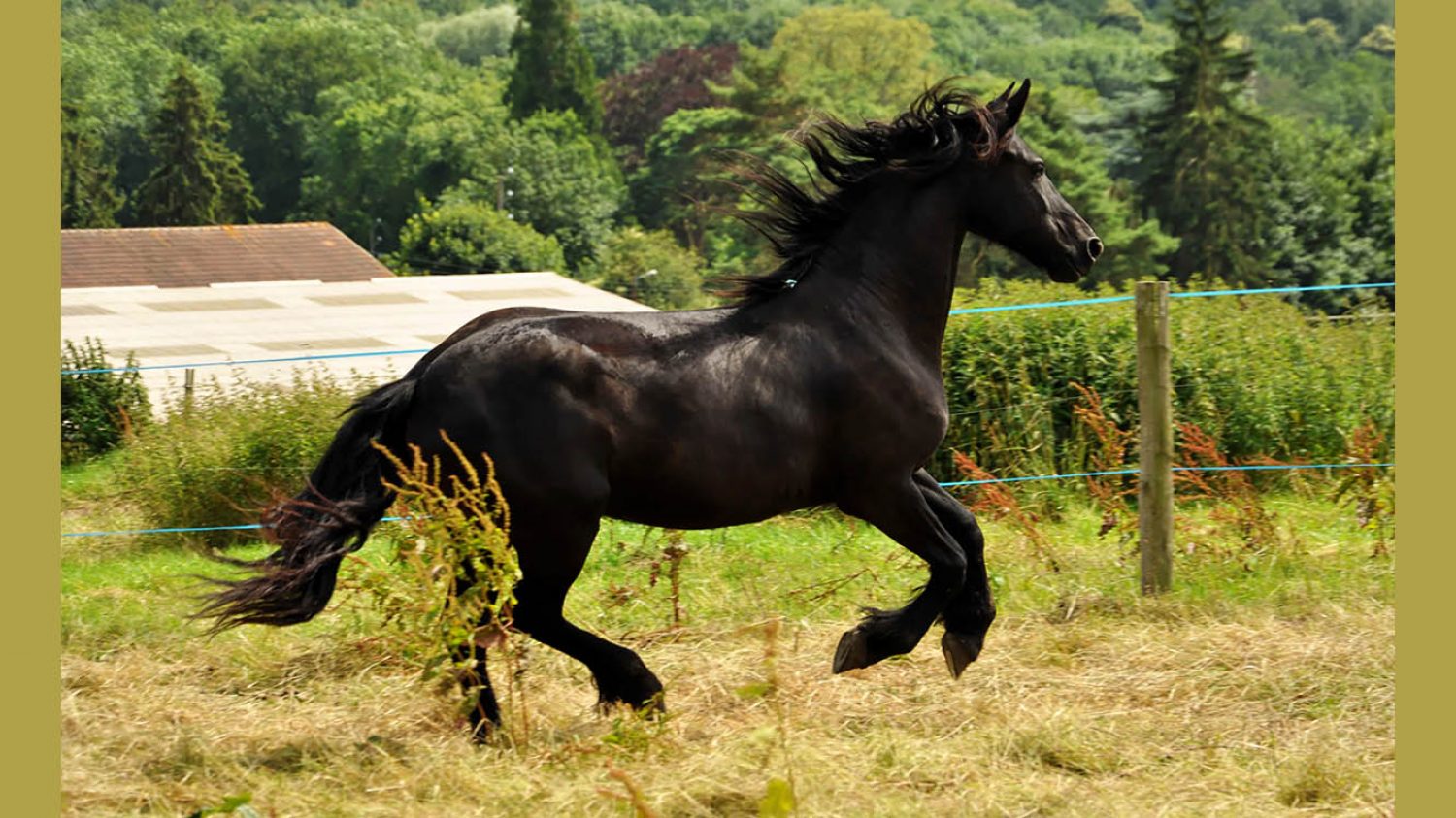 Black horse