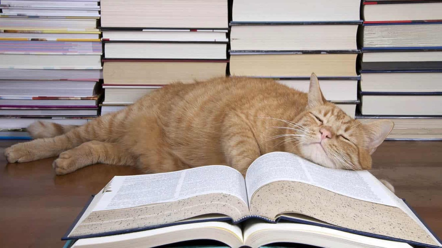 A cat in a book