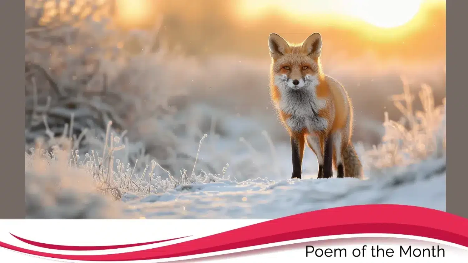 Red Fox Walking Through Snow