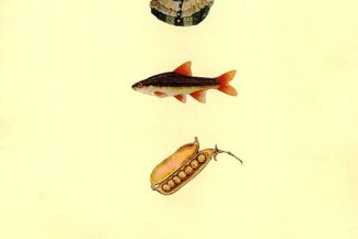 Ella Minnow Pea by Mark Dunn