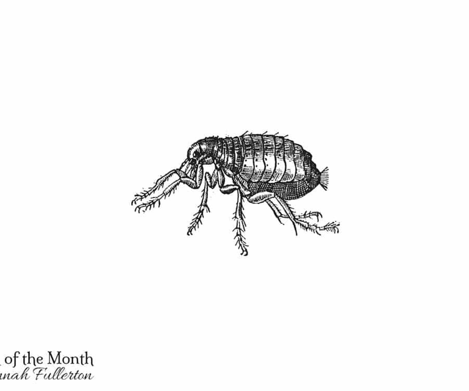 Flea, vintage engraving