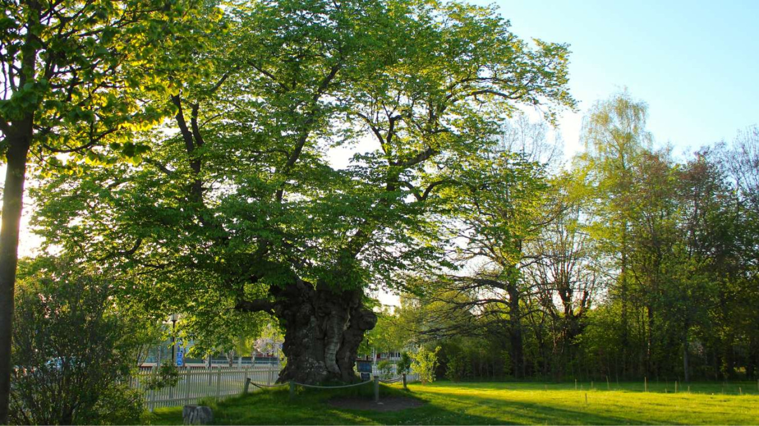 The Lemonade Tree, Astrid Lindgren Näs Visitor Centre