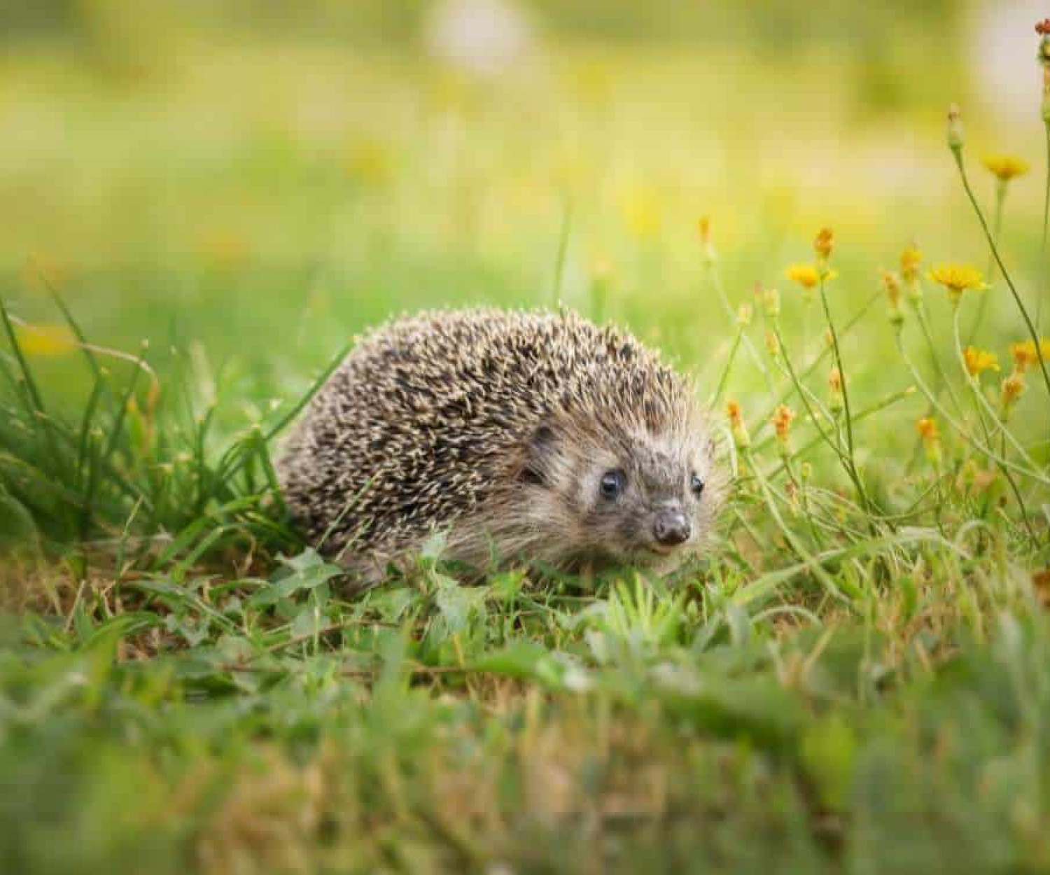 A Hedgehog