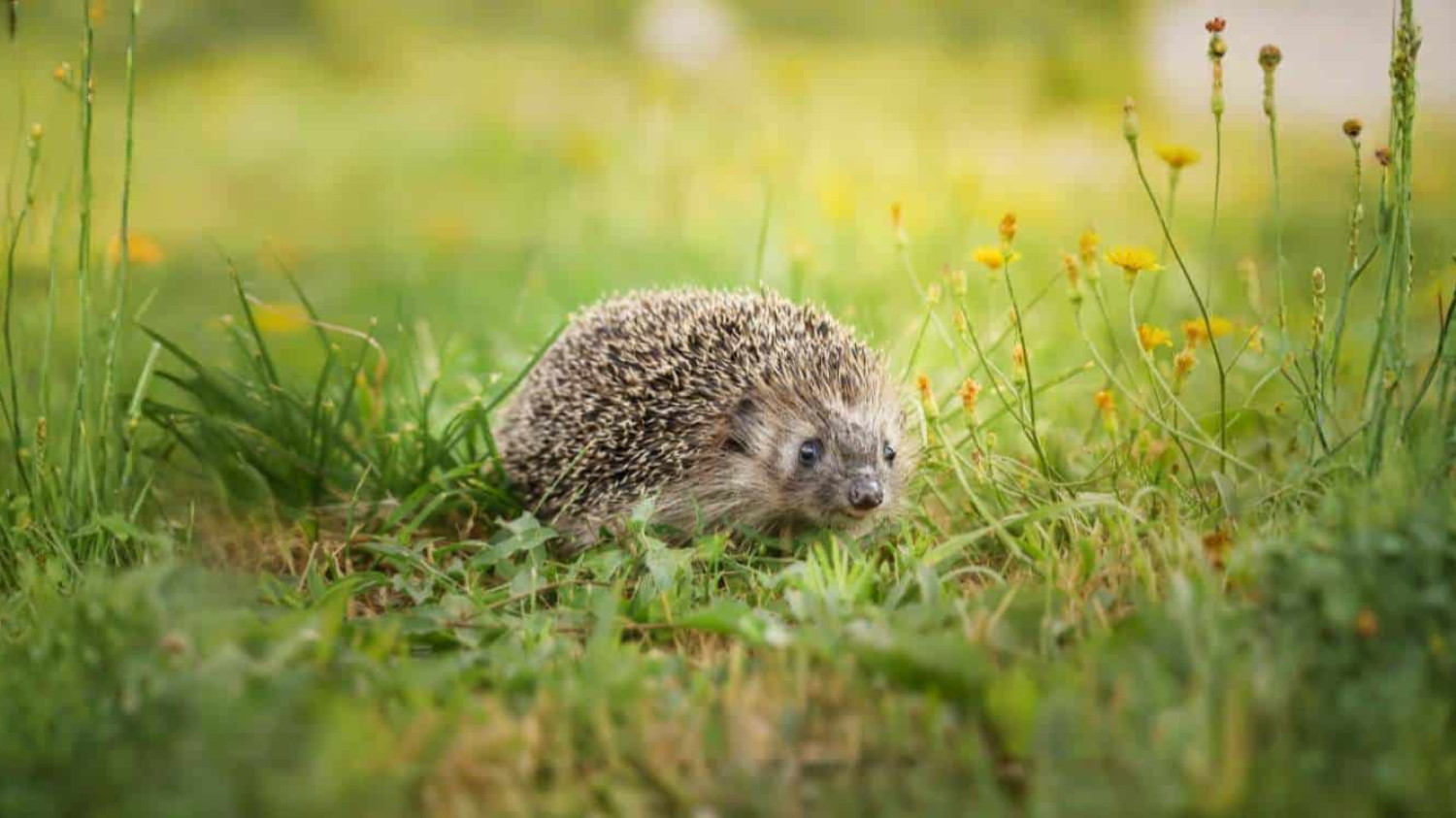 A Hedgehog