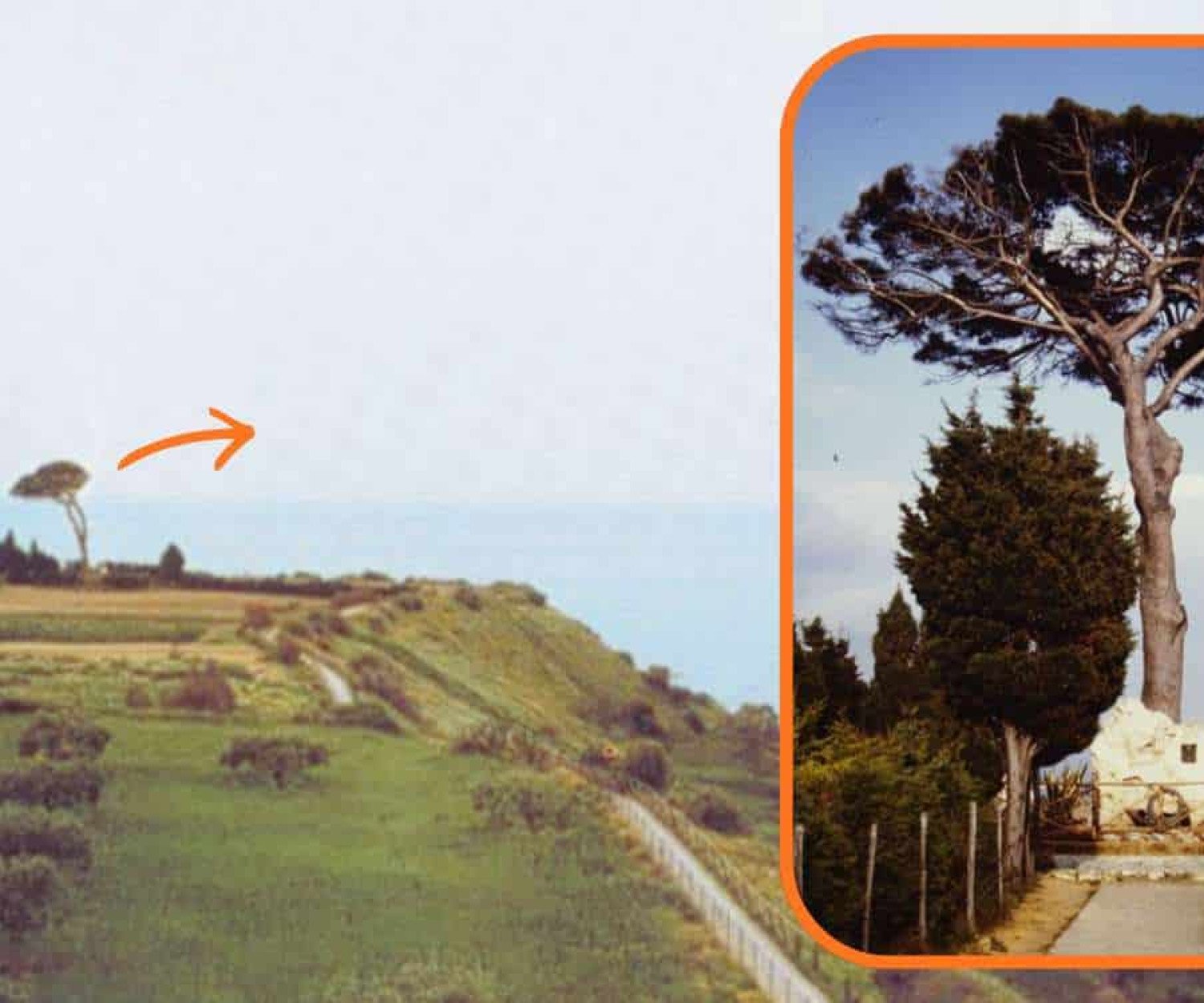 Pirandello's Pine Tree Memorial