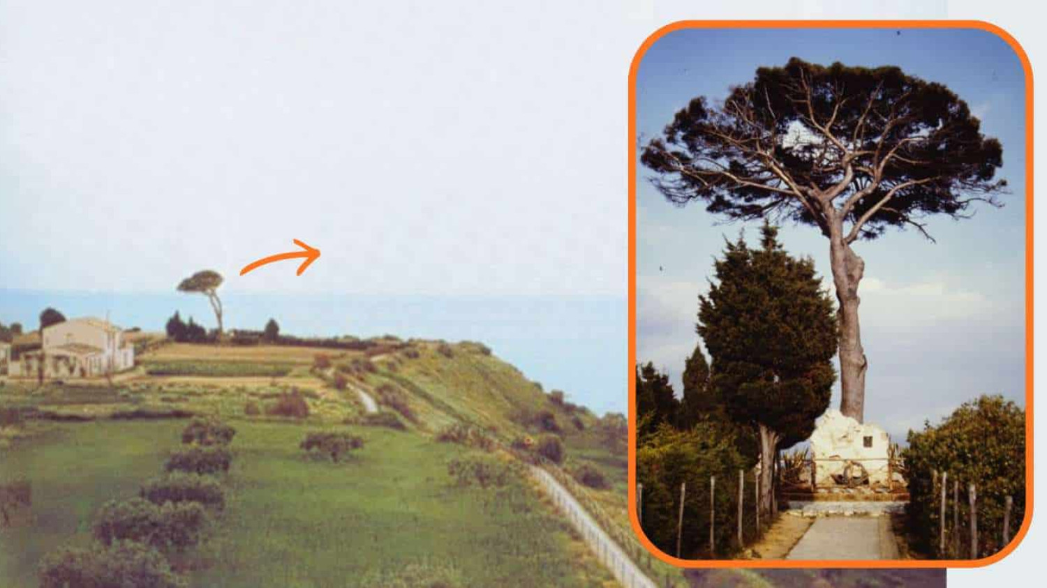 Pirandello's Pine Tree Memorial