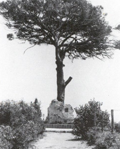 The pine tree in front of Pirandello's birthplace, at the foot of which, in a stone block chosen by the sculptor Mazzacurati, rest the ashes of Luigi Pirandello, 1937.