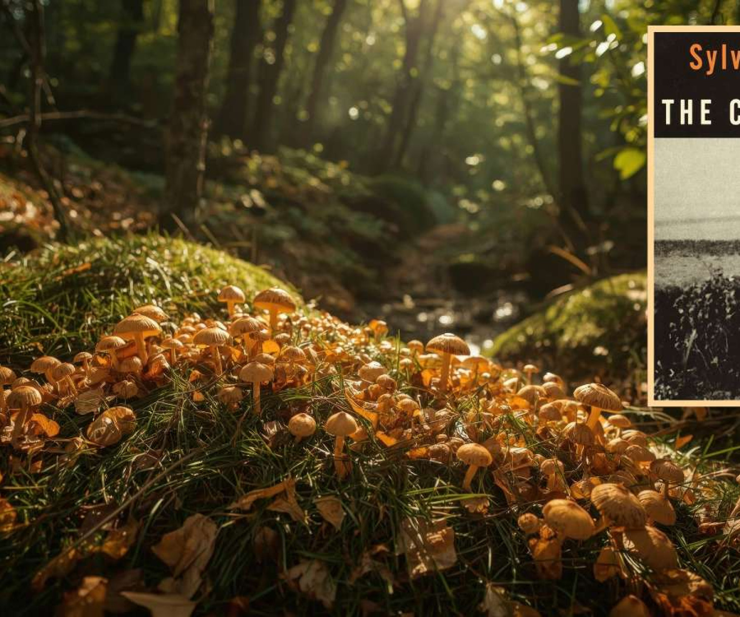 Sylvia Plath, Mushrooms