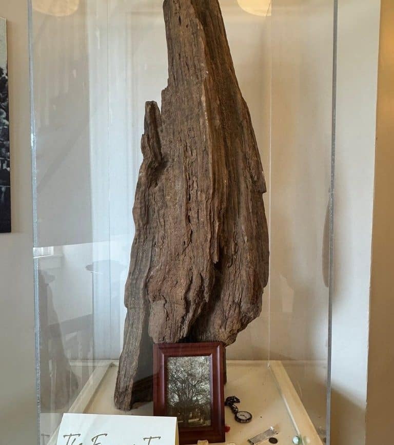 A piece of the oak tree near Harper Lee's home in Monroeville.