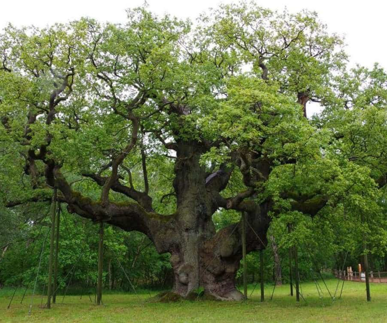 Major Oak in Sherwood Forest
