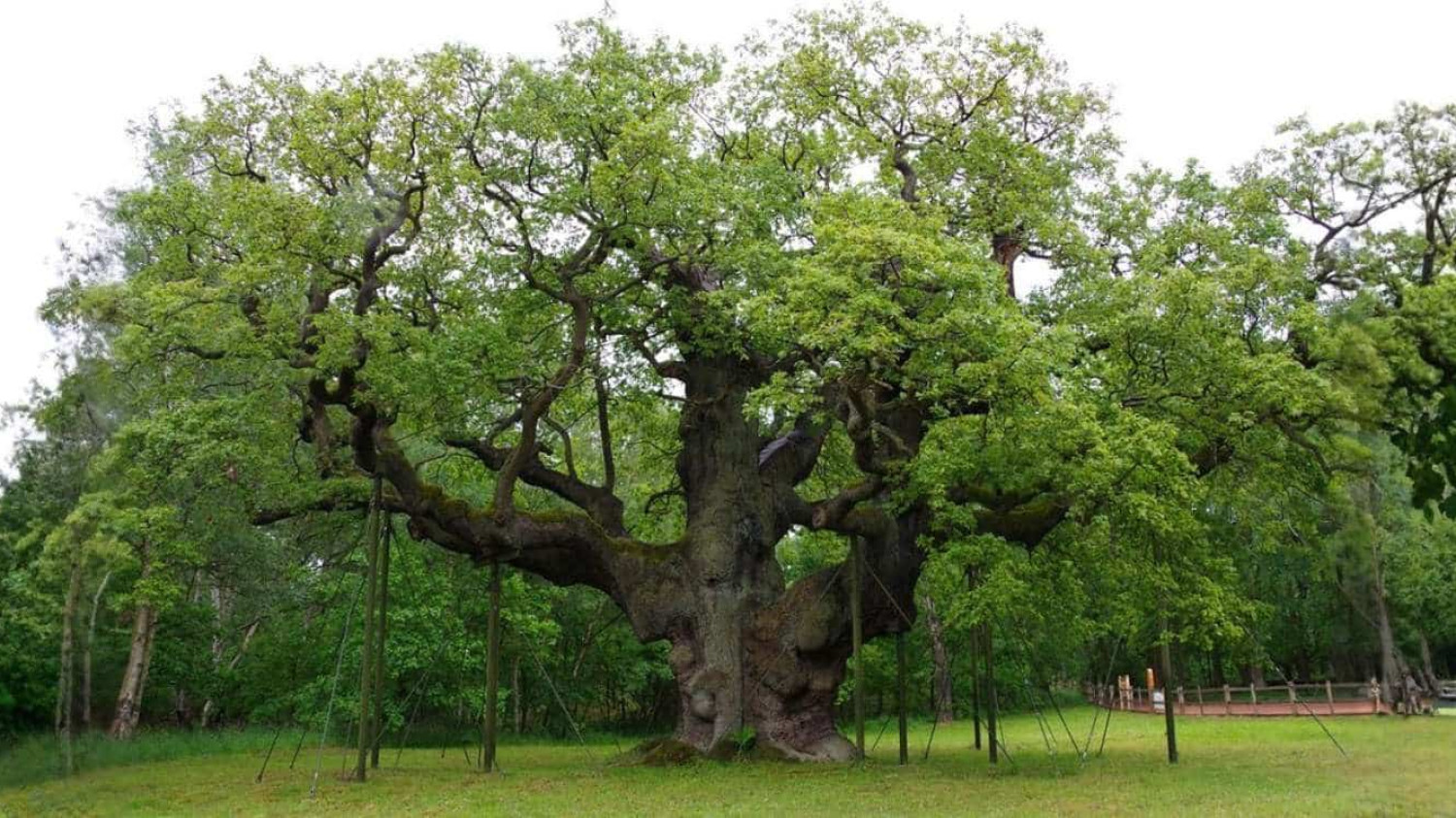 Major Oak in Sherwood Forest