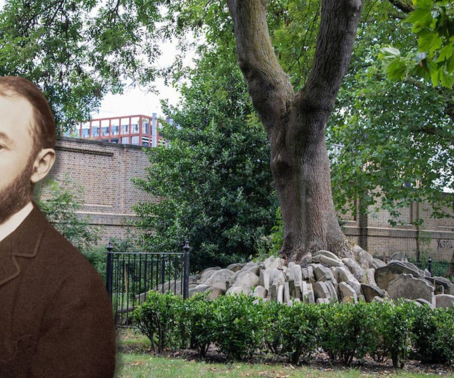 "The Hardy Tree" in Old St Pancras churchyard prior to 27 December 2022
