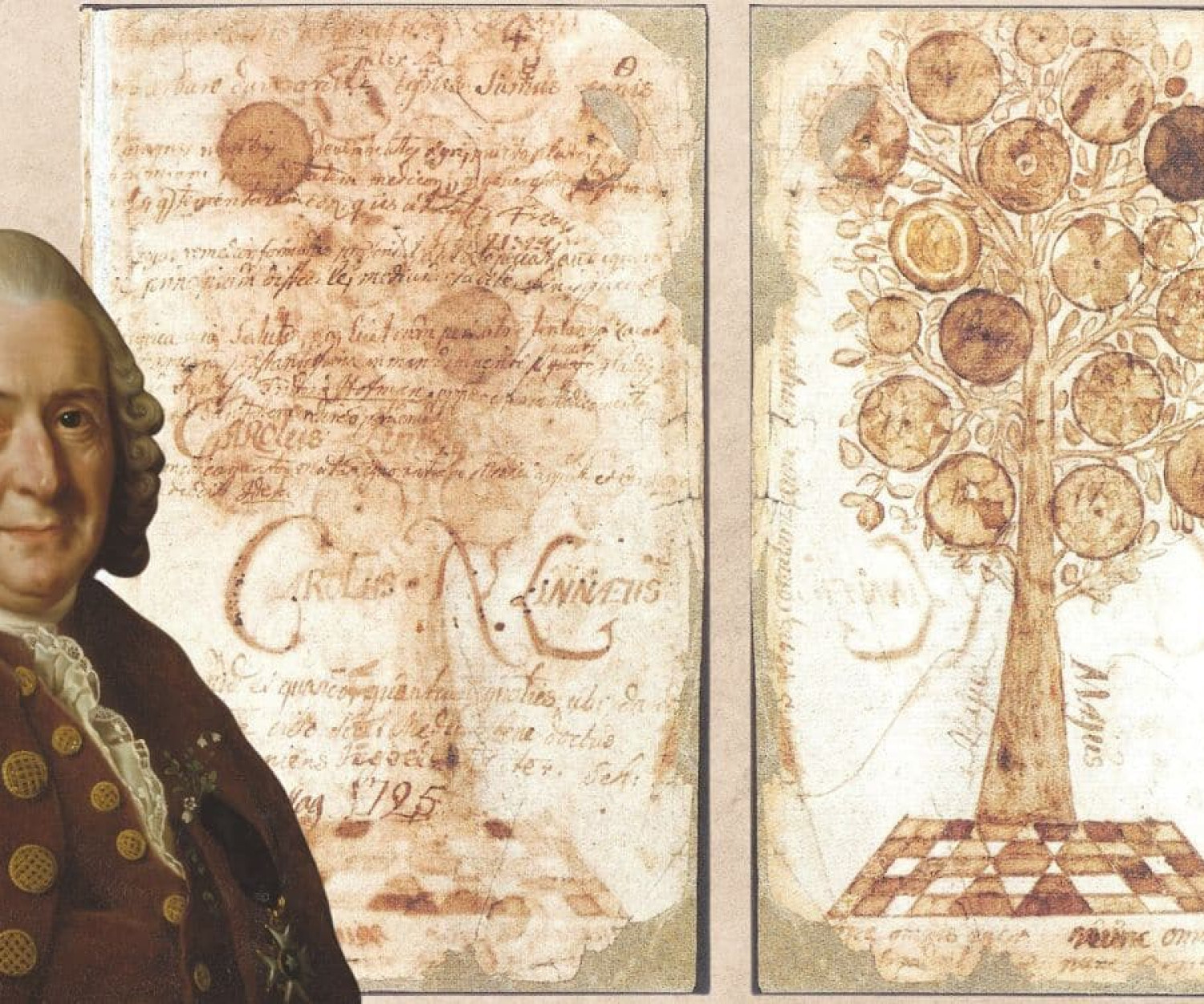 Carl Linnaeus 1775