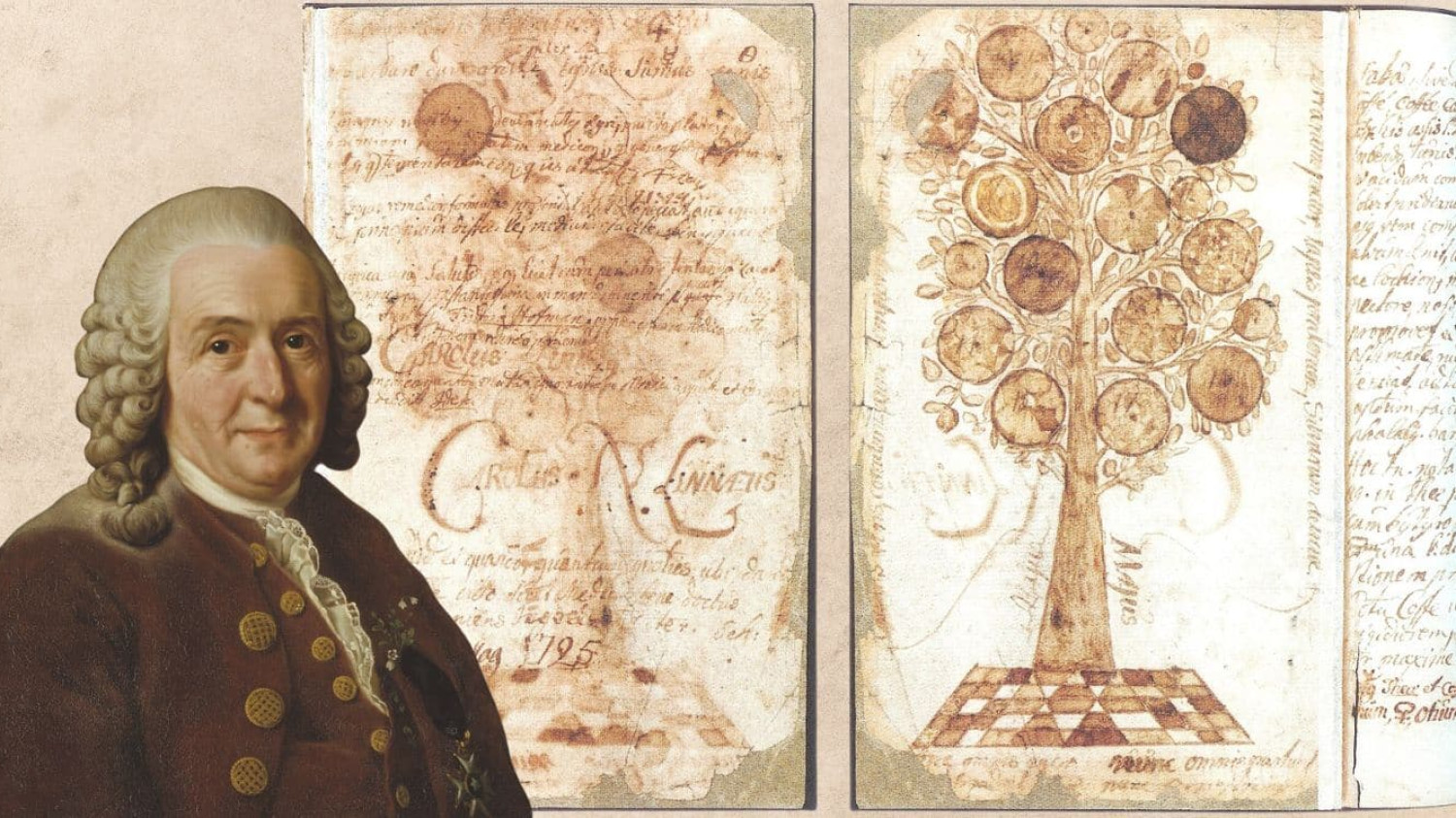 Carl Linnaeus 1775