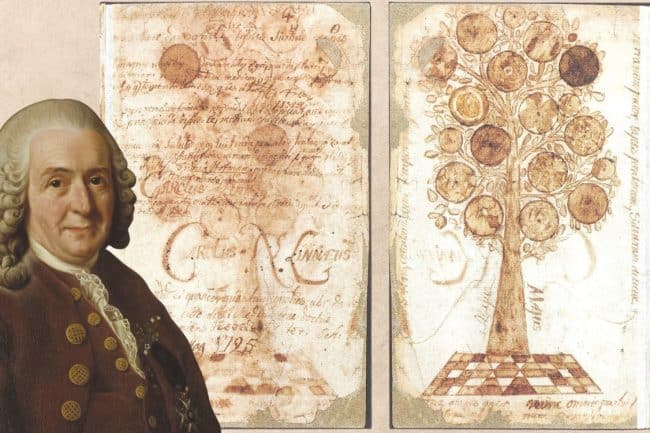 Carl Linnaeus 1775